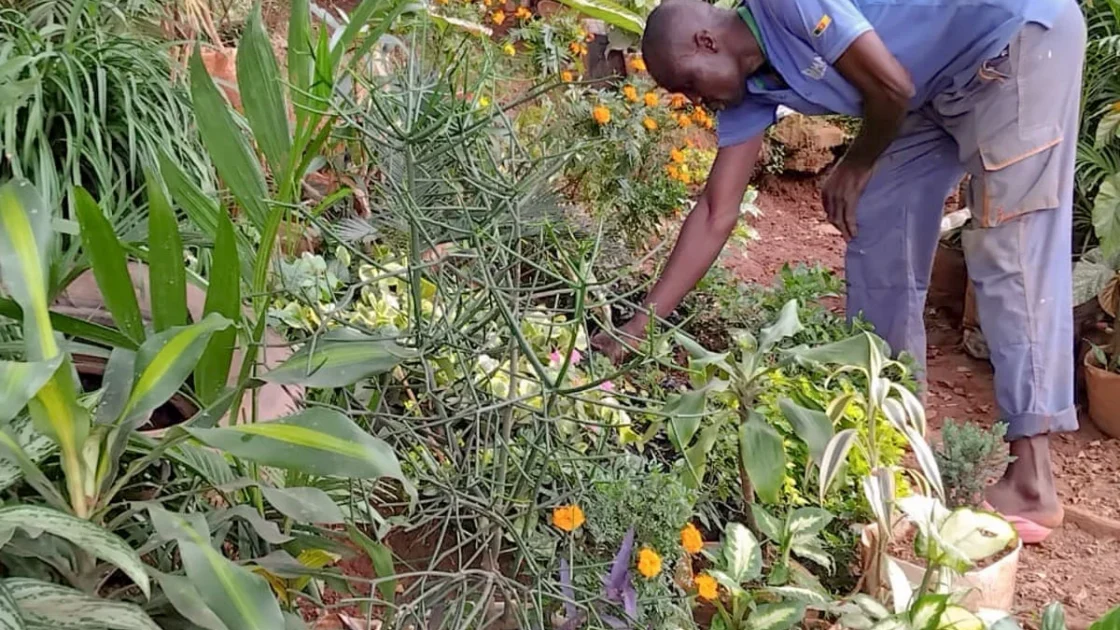 Hilangnya Ruang Hijau di Yaoundé Picu Perlawanan Warga