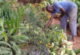 Hilangnya Ruang Hijau di Yaoundé Picu Perlawanan Warga