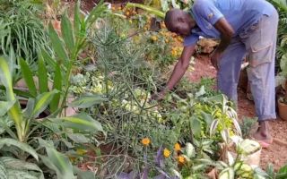 Hilangnya Ruang Hijau di Yaoundé Picu Perlawanan Warga