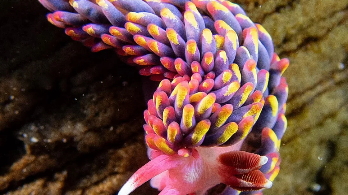 Siput Laut Pelangi Mulai Menyebar di Pesisir Inggris