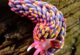 Siput Laut Pelangi Mulai Menyebar di Pesisir Inggris