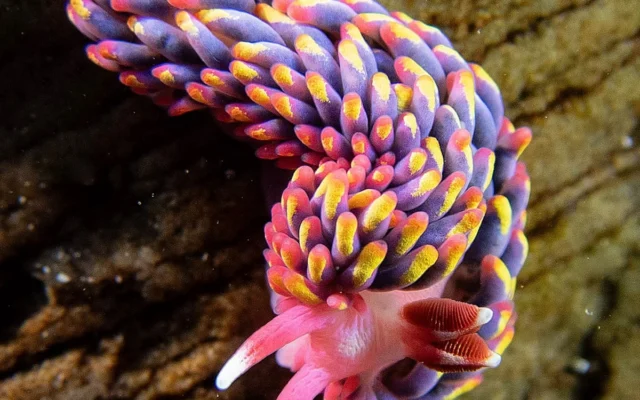 Siput Laut Pelangi Mulai Menyebar di Pesisir Inggris