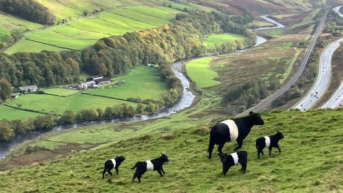 Peternakan Bukit di Cumbria Memulai Transisi Menjadi Organik