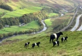 Peternakan Bukit di Cumbria Memulai Transisi Menjadi Organik