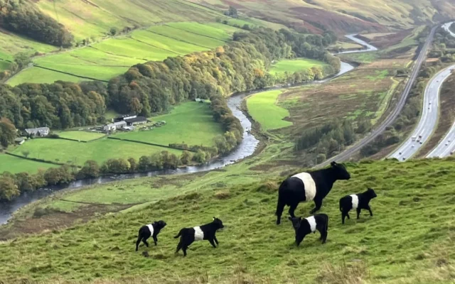 Peternakan Bukit di Cumbria Memulai Transisi Menjadi Organik