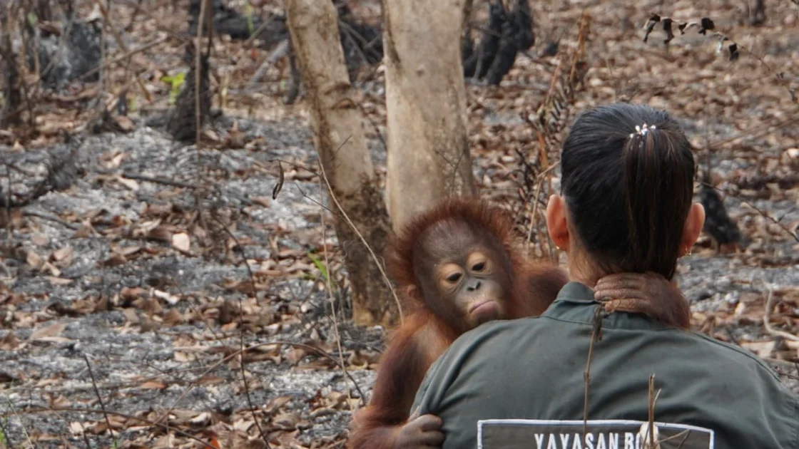 Desak Reformasi KTT Keanekaragaman Hayati PBB Usai Cop17