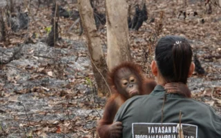 Desak Reformasi KTT Keanekaragaman Hayati PBB Usai Cop17