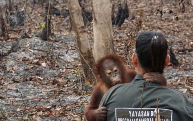 Desak Reformasi KTT Keanekaragaman Hayati PBB Usai Cop17