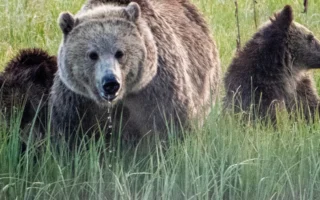 Aturan Baru Trump Izinkan Pemburu Umpan Beruang di Alaska