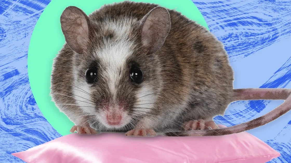 Kenangan Buruk Serbuan Tikus Raksasa di Nigeria
