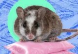 Kenangan Buruk Serbuan Tikus Raksasa di Nigeria