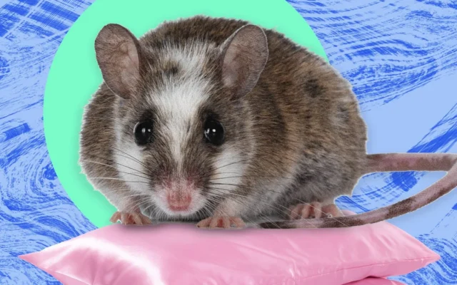 Kenangan Buruk Serbuan Tikus Raksasa di Nigeria