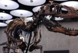 Kerangka Dinosaurus Langka Nanotyrannus Terjual Rp757 Miliar