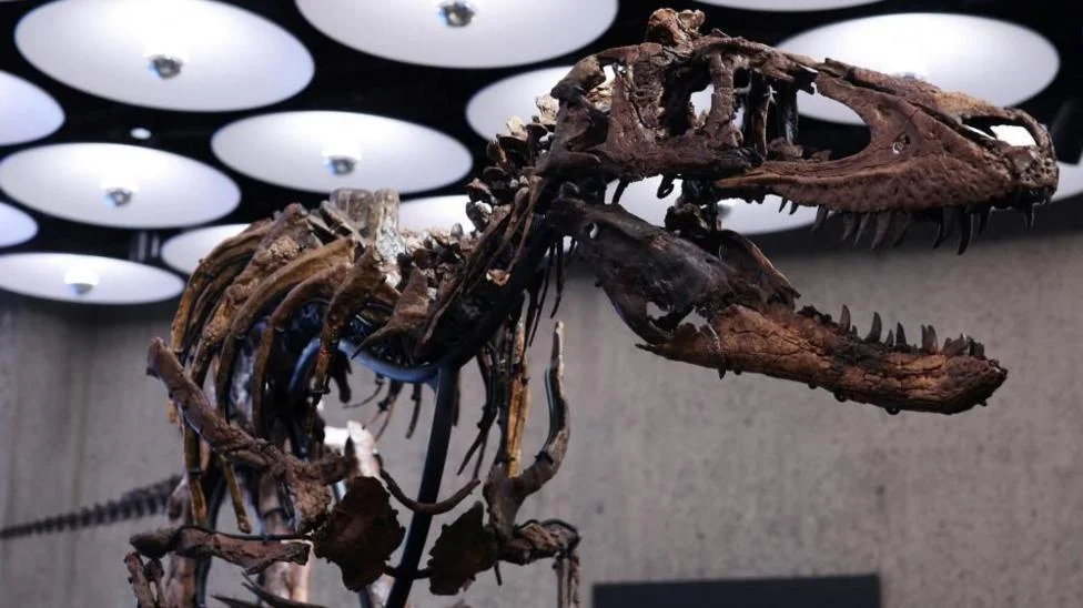 Kerangka Dinosaurus Langka Nanotyrannus Terjual Rp757 Miliar
