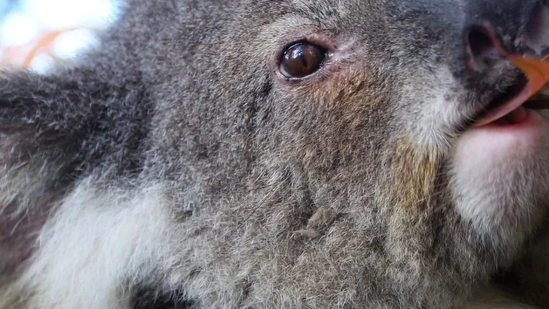 Vaksin Chlamydia Koala: Perdebatan Efikasi dan Regulasi