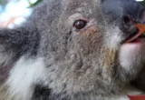 Vaksin Chlamydia Koala: Perdebatan Efikasi dan Regulasi