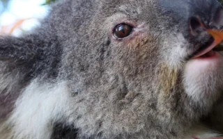 Vaksin Chlamydia Koala: Perdebatan Efikasi dan Regulasi