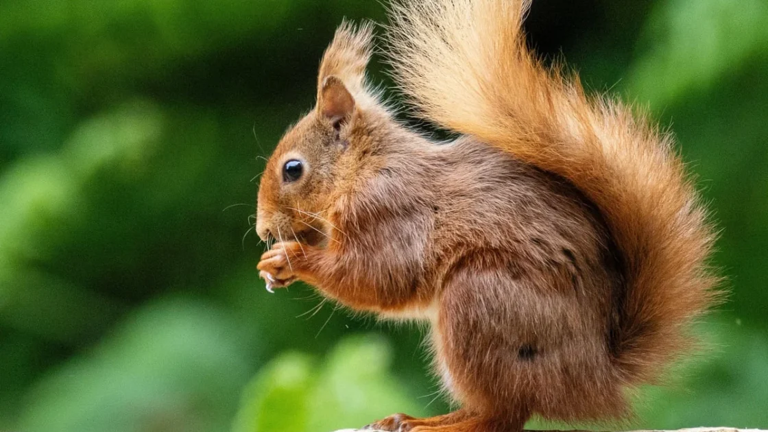 Pengalaman Mengamati Tupai Merah di Brownsea Island