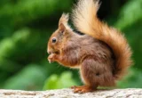 Pengalaman Mengamati Tupai Merah di Brownsea Island