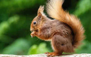 Pengalaman Mengamati Tupai Merah di Brownsea Island