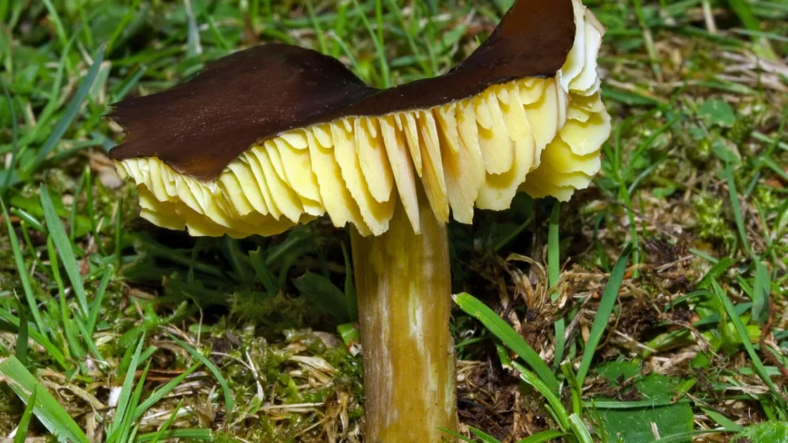 Ekspedisi Jamur Waxcap Langka di Pulau Calf of Man