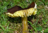 Ekspedisi Jamur Waxcap Langka di Pulau Calf of Man