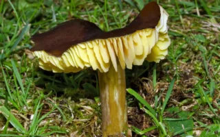 Ekspedisi Jamur Waxcap Langka di Pulau Calf of Man