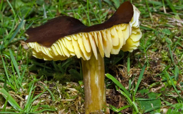 Ekspedisi Jamur Waxcap Langka di Pulau Calf of Man