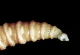 Larva Pemakan Daging Meluas ke Tiga Negara Bagian AS