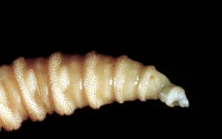 Larva Pemakan Daging Meluas ke Tiga Negara Bagian AS