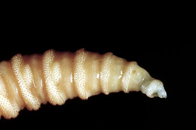 Larva Pemakan Daging Meluas ke Tiga Negara Bagian AS