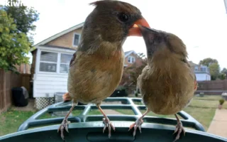 Pengumpan Burung Pintar di Bawah $100 Rilis untuk Pemula