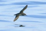 Burung Laut Juga Bisa Mengalami Jet Lag Saat Terbang