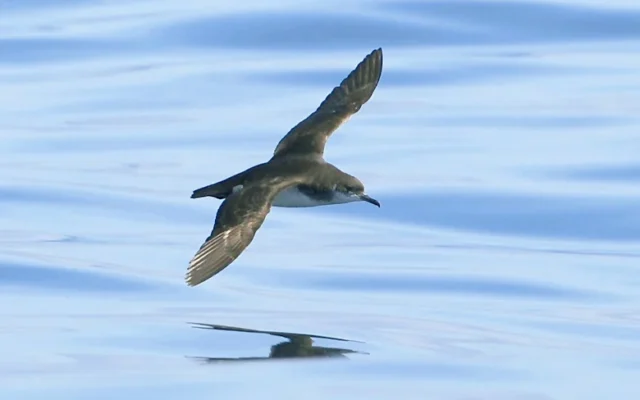Burung Laut Juga Bisa Mengalami Jet Lag Saat Terbang
