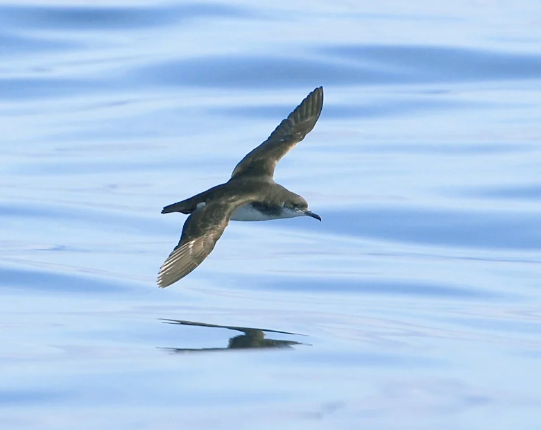 Burung Laut Juga Bisa Mengalami Jet Lag Saat Terbang