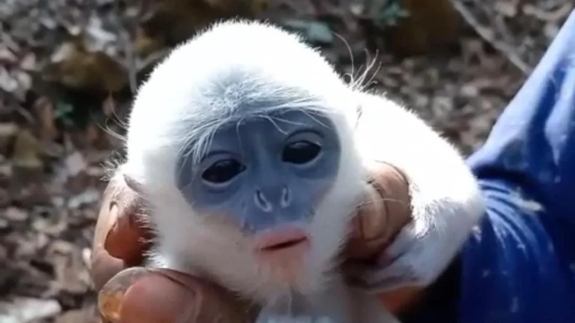 Petani Selamatkan Bayi Surili dari Karhutla Gunung Ciremai