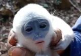 Petani Selamatkan Bayi Surili dari Karhutla Gunung Ciremai