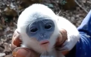 Petani Selamatkan Bayi Surili dari Karhutla Gunung Ciremai