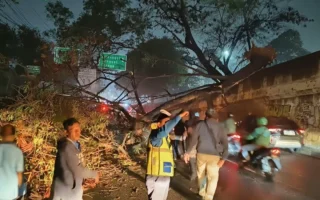 Pohon Tumbang di Cibubur Bikin Macet Arah Cileungsi
