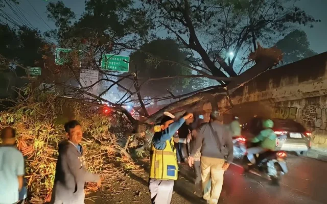 Pohon Tumbang di Cibubur Bikin Macet Arah Cileungsi